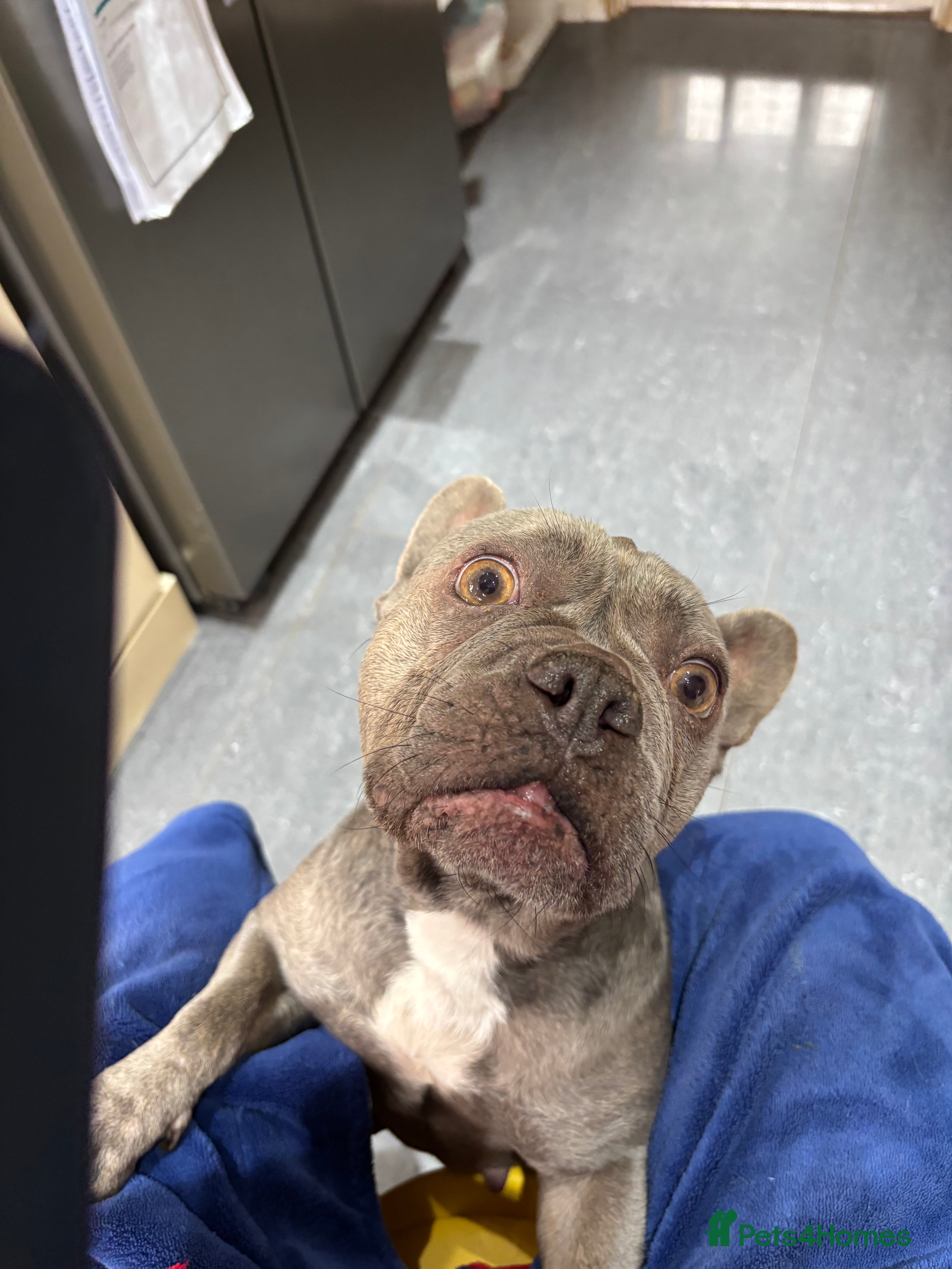 French Bulldog dogs Frenchie girl 4 years old  - Advert 2