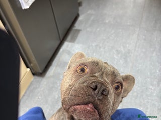 French Bulldog dogs Frenchie girl 4 years old - Advert 1