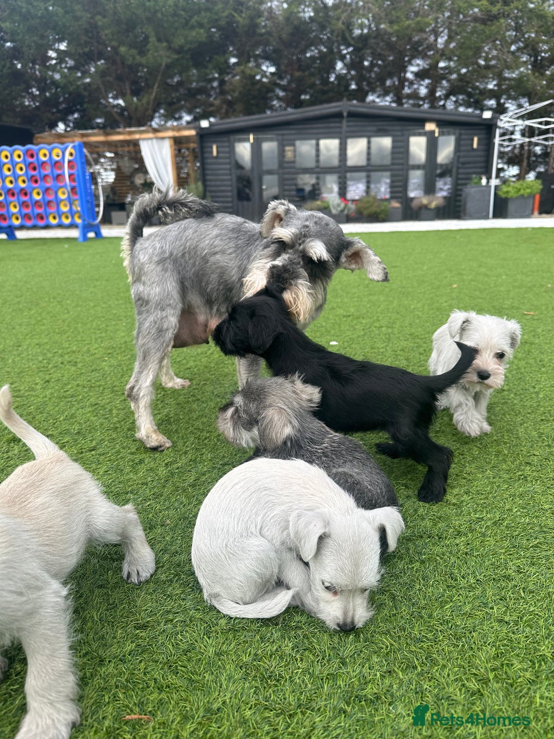 Miniature Schnauzer dogs for sale: *MINi SCHNAUZERS PUPPIES* - Image 5
