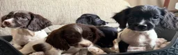 English Springer Spaniel dogs for sale: Our lovely Springer Spaniel puppies 🐾 in York - Advert 8