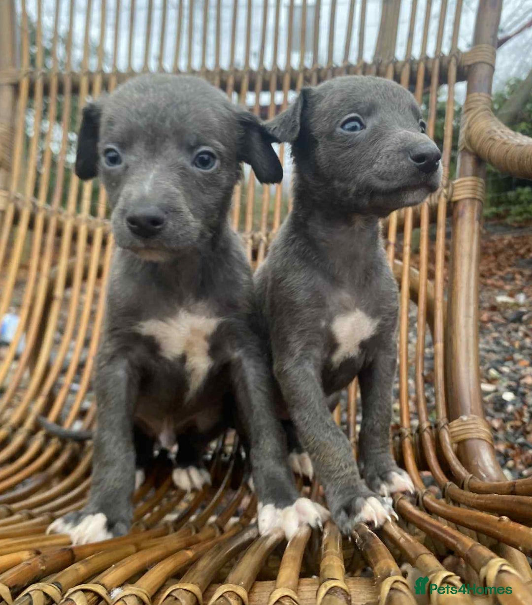 Whippet dogs for sale: Stunning whippet pups - Advert 3