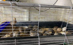 Quail poultry for sale: Jumbo Quail - Image 6
