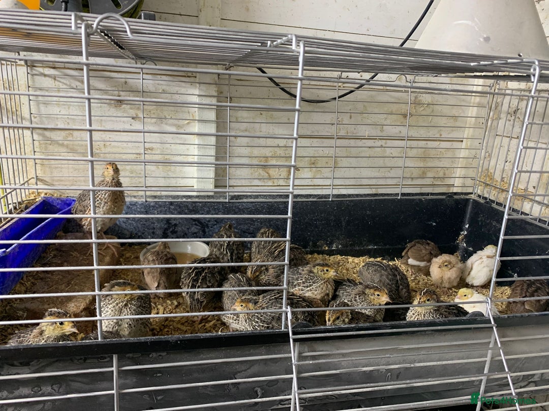 Quail poultry for sale: Jumbo Quail - Image 6