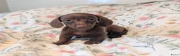 Miniature Dachshund dogs for sale: Miniature dachshund puppies  - Advert 22