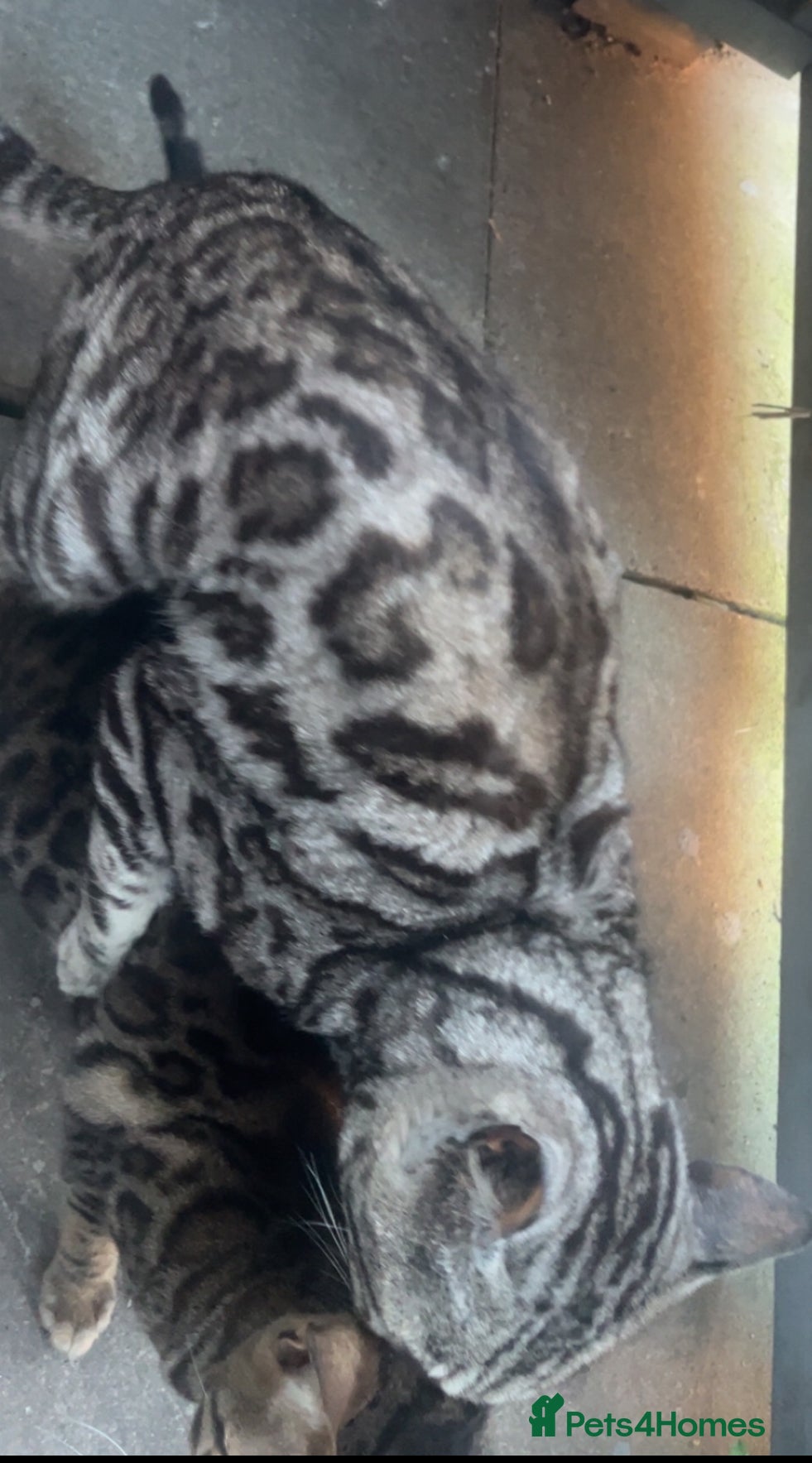 Bengal cats for stud: KUMA TICA ACTIVE  SILVER MAJESTIC BENGAL 🐆 - Advert 1