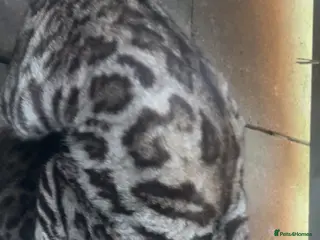 Bengal cats for stud: KUMA TICA ACTIVE SILVER MAJESTIC BENGAL 🐆 - Advert 2