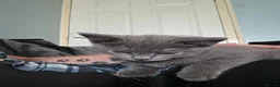 Mixed Breed cats for sale: Last 3/4 persian kittens ready now - Advert 18