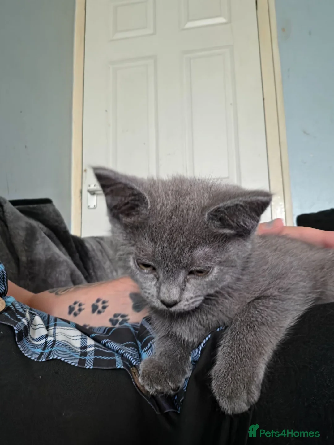 Mixed Breed cats for sale: Last 3/4 persian kittens ready now - Advert 18