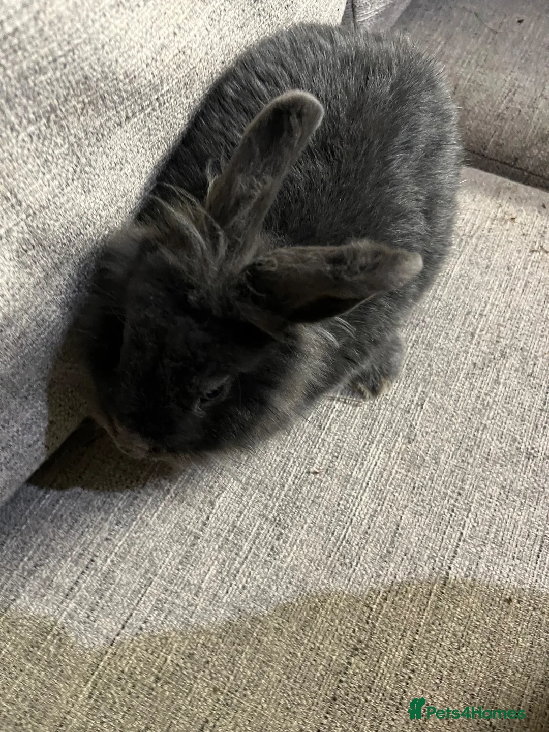 Lionhead rabbits for sale: Lion head  - Advert 1