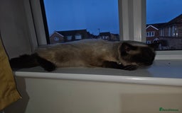 Ragdoll cats for sale: Pure Ragdoll Cat  2 Years Old, Affectionate & Calm - Image 7