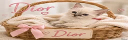 Ragdoll cats for sale: 💫 EXQUISITE RAGDOLL KITTENS  - Advert 3