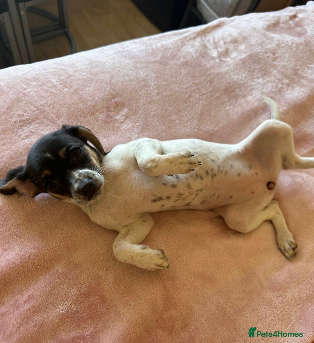 Jack Russell dogs for sale: Jack Russell Girl  - Image 2