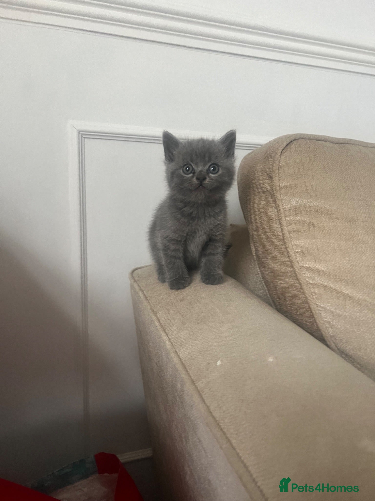 British Shorthair cats British shorthair kitten  - Advert 1