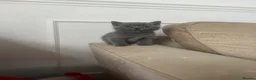 British Shorthair cats for sale: British shorthair kitten  - Advert 1