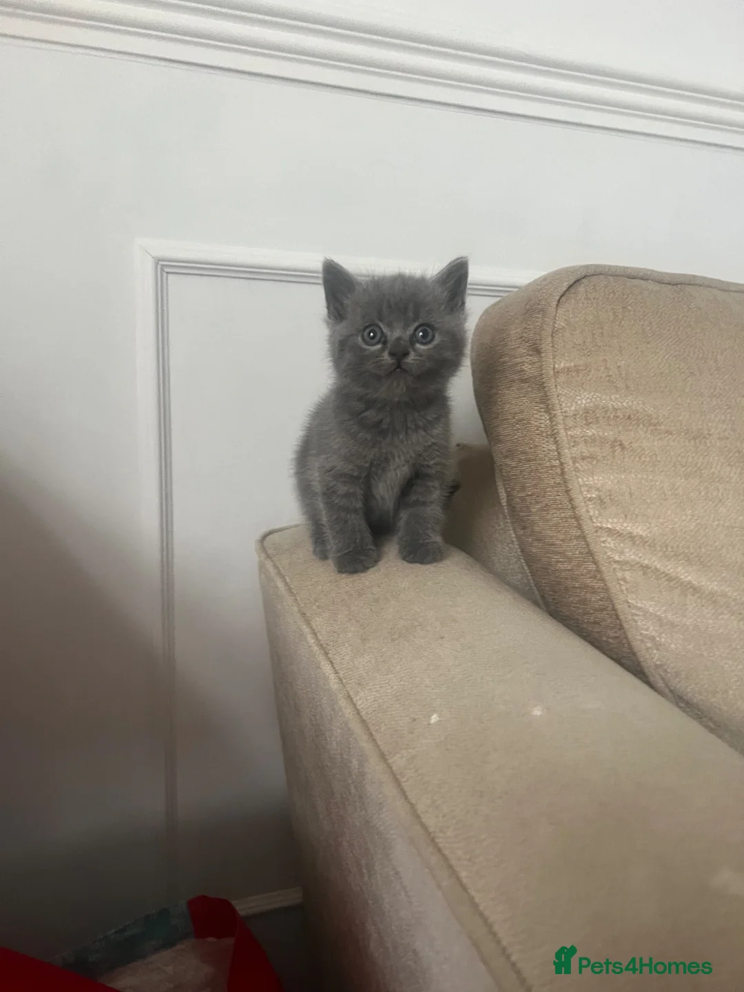 British Shorthair cats for sale: British shorthair kitten  - Advert 1