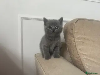 British Shorthair cats British shorthair kitten - Advert 1