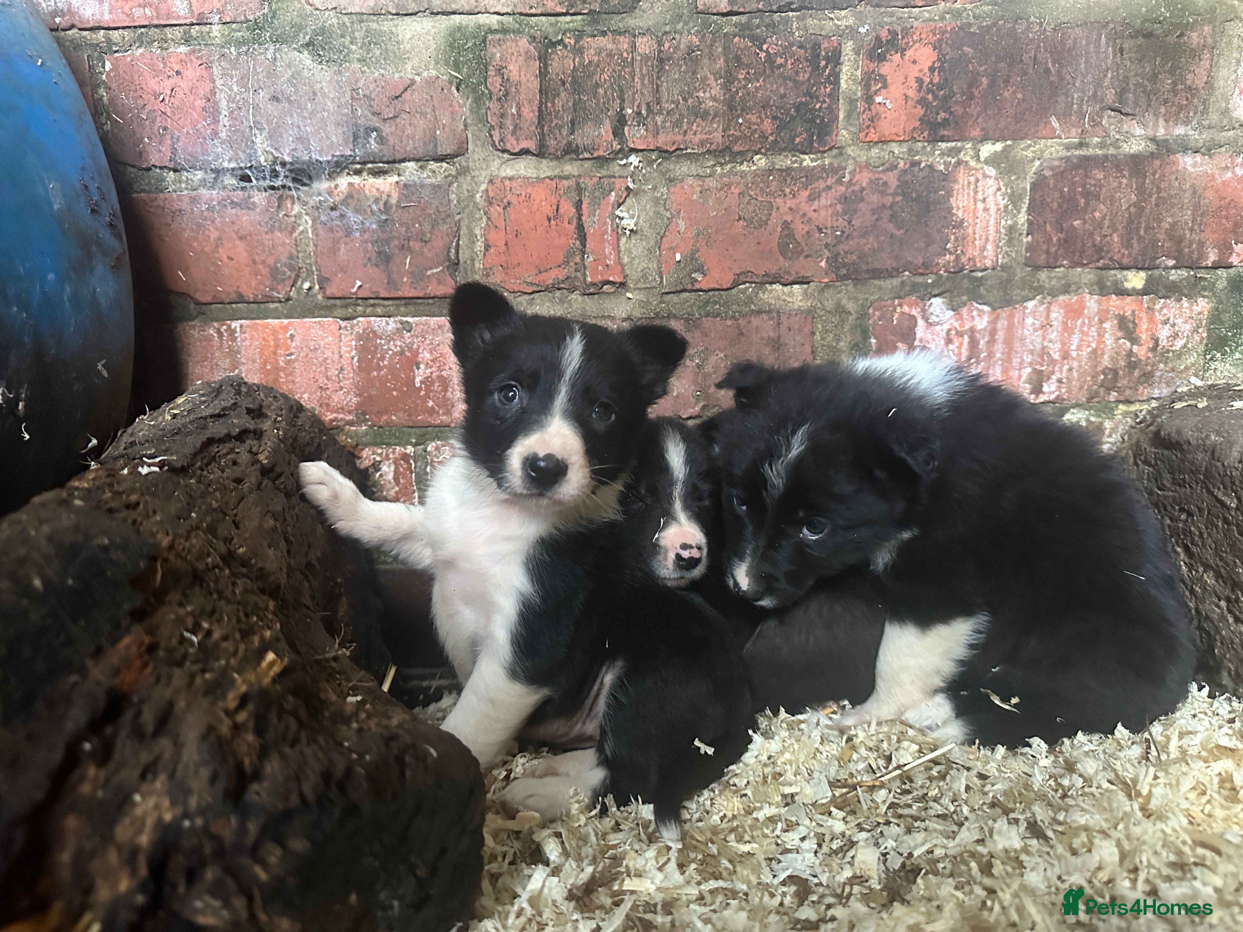 Border Collie dogs Working border collie pups - Advert 1