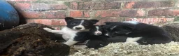 Border Collie dogs for sale: Working border collie pups - Advert 1