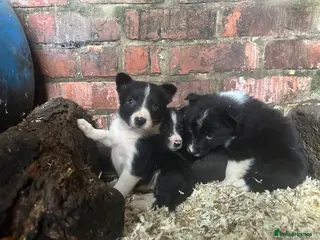 Border Collie dogs Working border collie pups - Advert 13