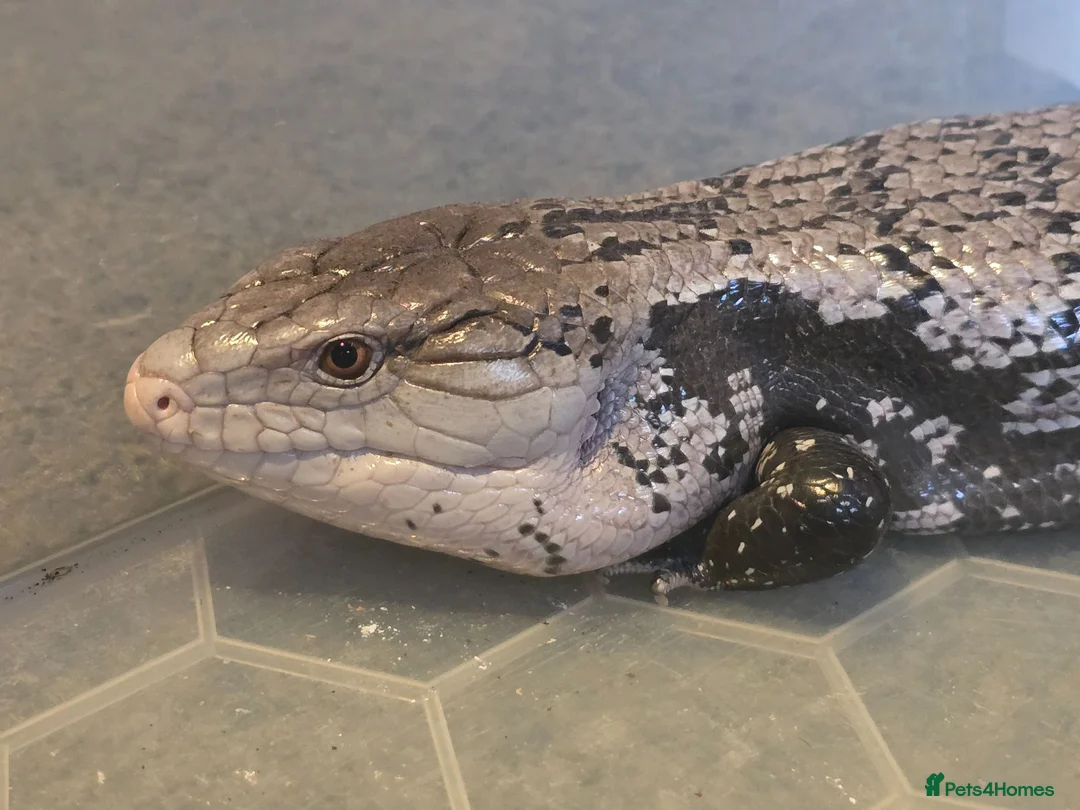 Skink reptiles for sale: Blue Tongued Skink (Meruake) in Coalville - Advert 1