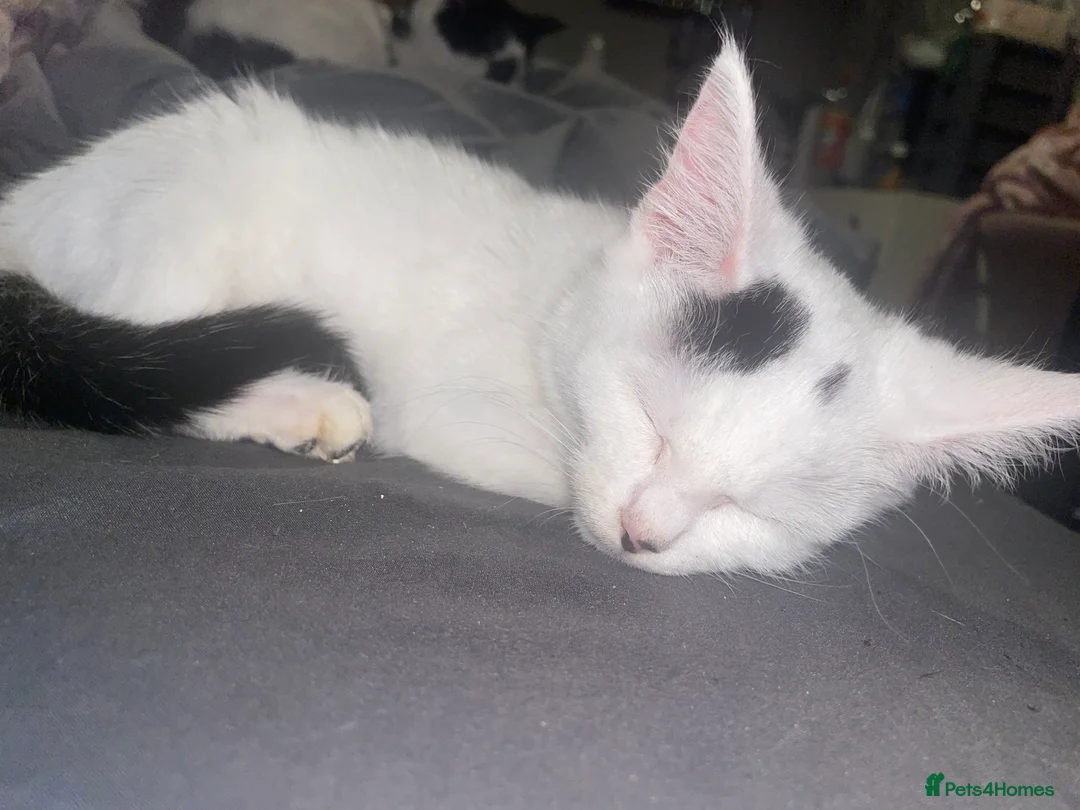 Mixed Breed cats for sale: Kittens ready for their forever home  - Advert 2