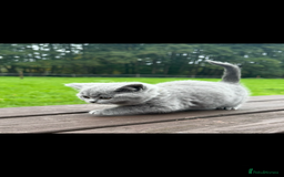 British Shorthair cats for sale: 2 left ready for new home this Saturday  - Advert 18