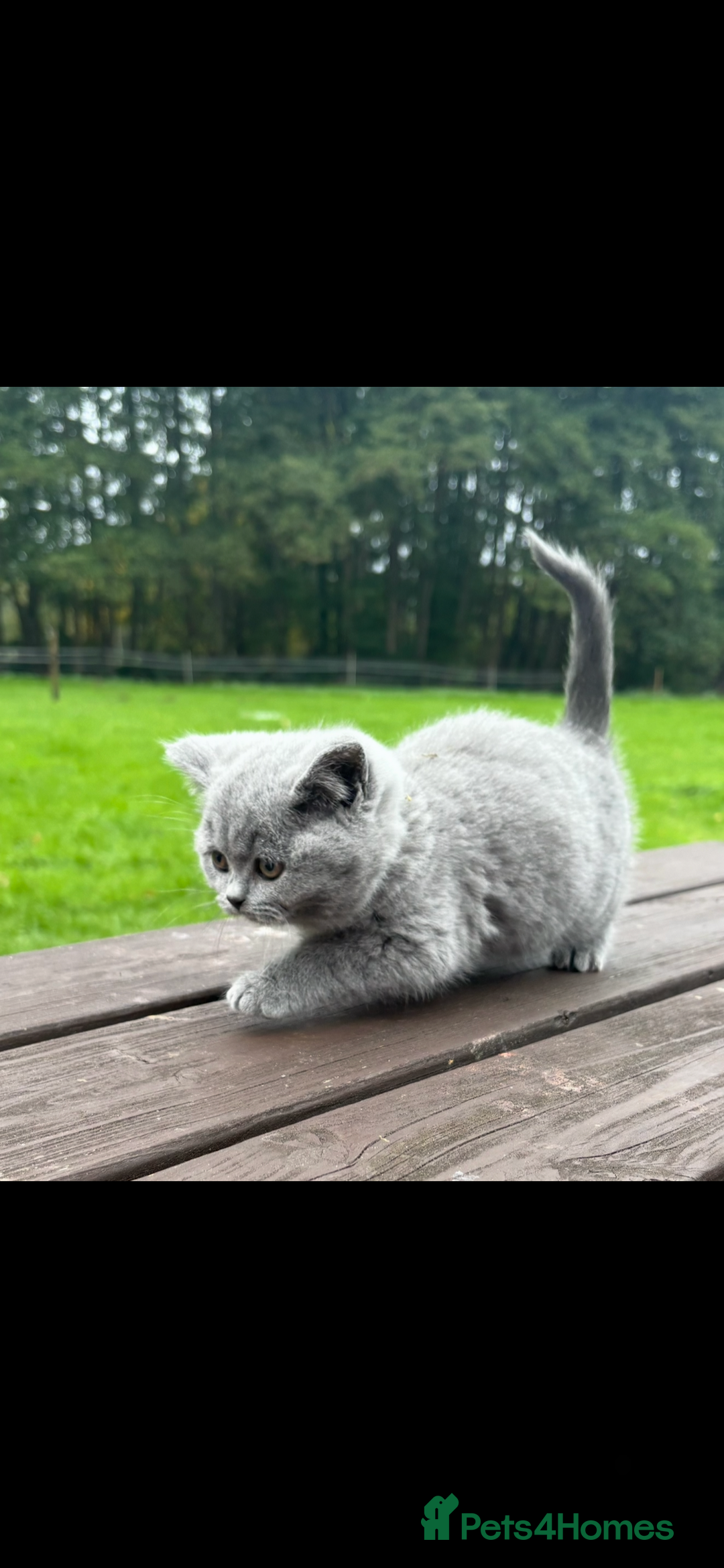 British Shorthair cats for sale: 2 left ready for new home this Saturday  - Advert 18