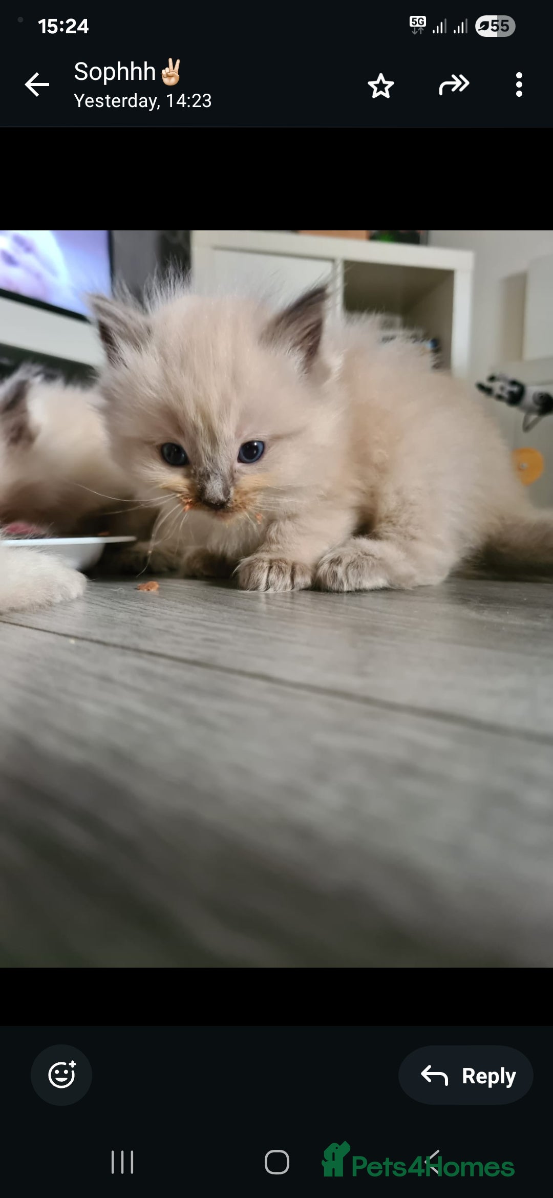 Ragdoll cats for sale: Beautiful Ragdoll kittens - Advert 7