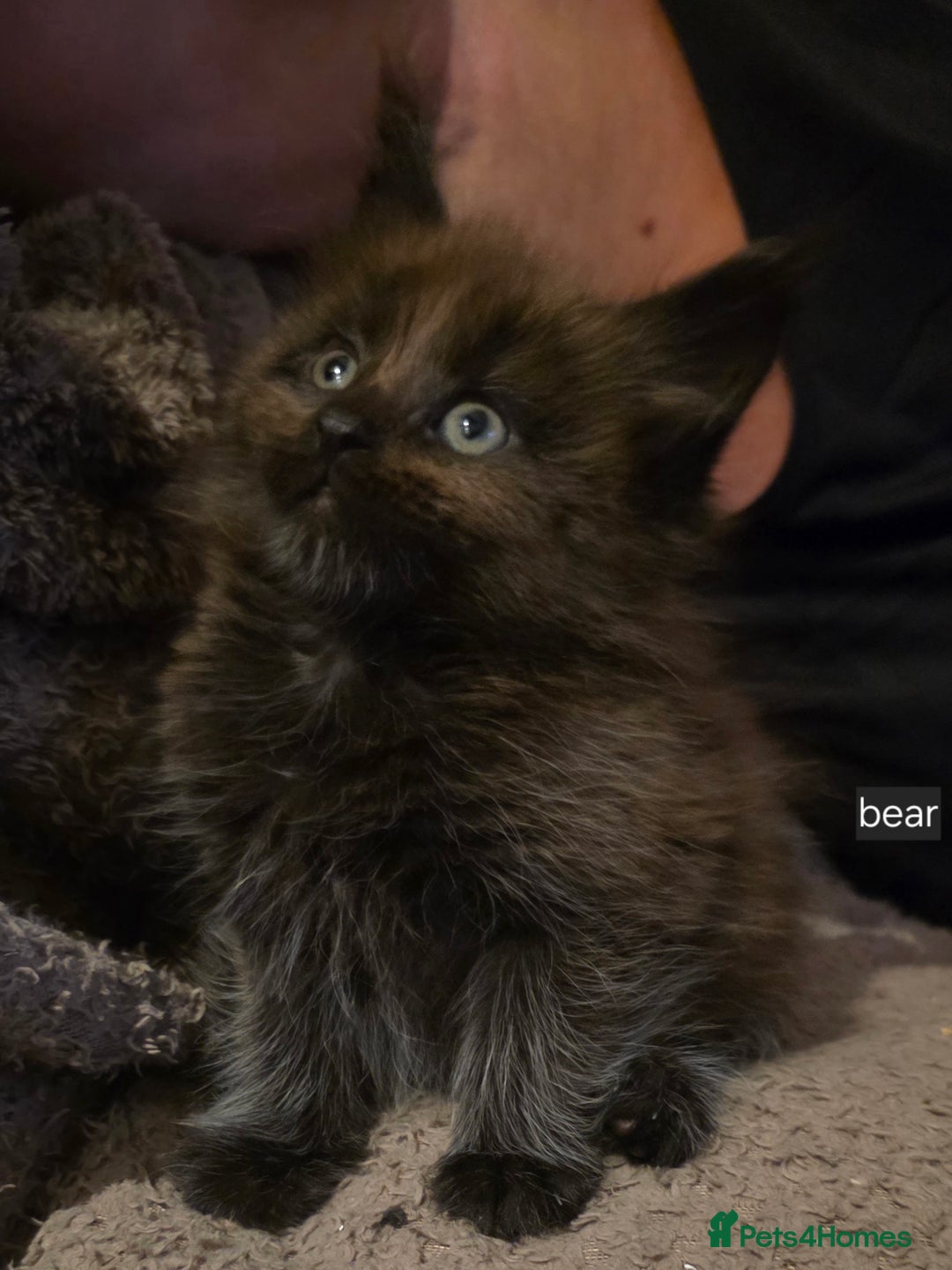 Maine Coon cats for sale: Maine coon pedigree kittens  - Advert 4