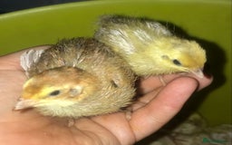 Quail poultry for sale: JUMBO QUAIL CHICKS & SEXED JUMBOS ! - Image 16