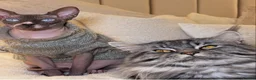 Maine Coon cats for stud: Beautiful main coon stud muffin in Smethwick - Advert 12