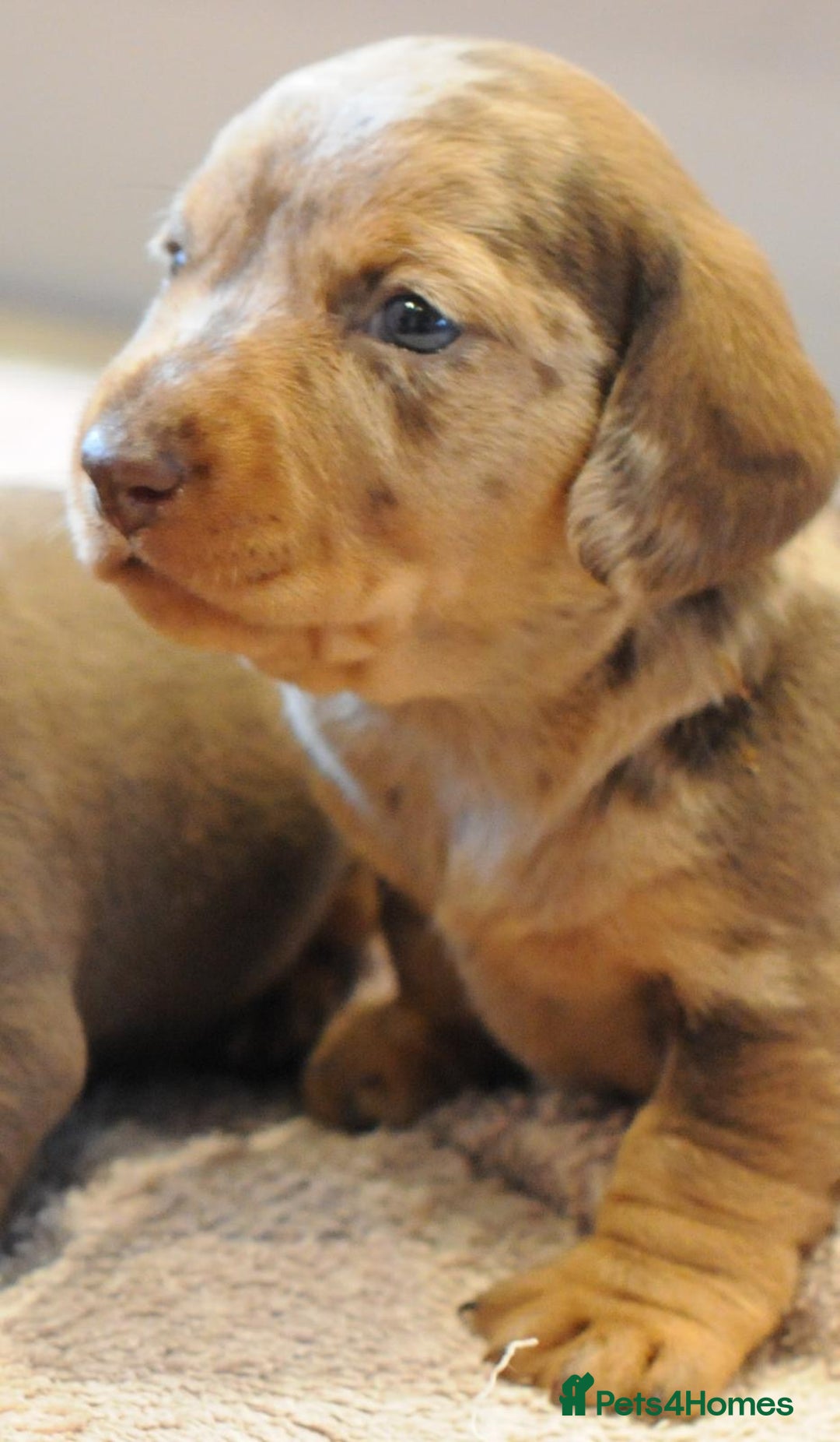 Miniature Dachshund dogs for sale: Beautiful Dappled Miniature Dachshund puppy - Advert 5