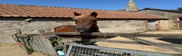 Irish Cob horses for sale: Lovely little mare - Advert 1