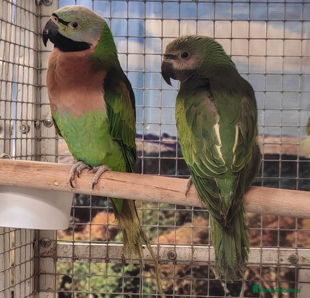 Parrots birds for sale: Parrots/ Parakeets Available  - Advert 9