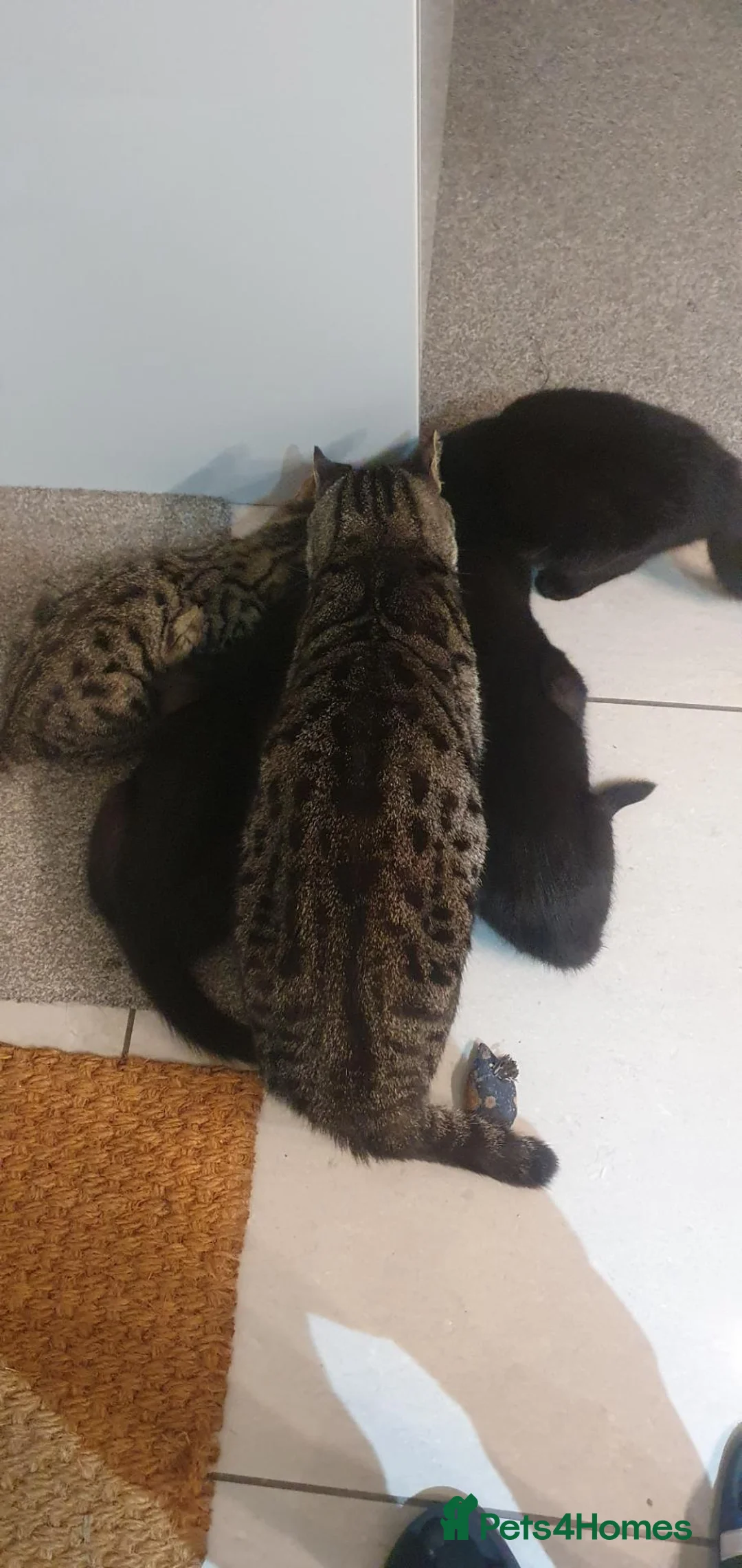 Mixed Breed cats for sale: 14 week old kittens in search of forever homes - Advert 2
