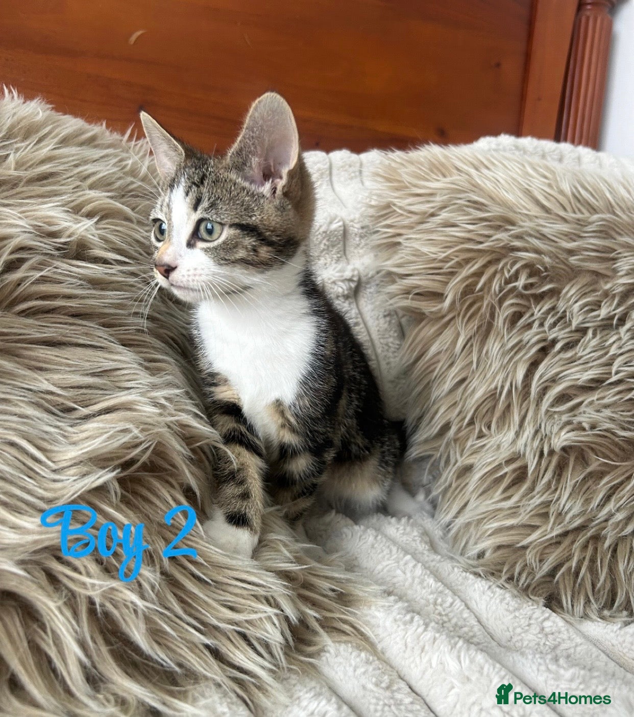 Mixed Breed cats Maincoon/tabby kittens 🐈‍⬛❤️ - Advert 1