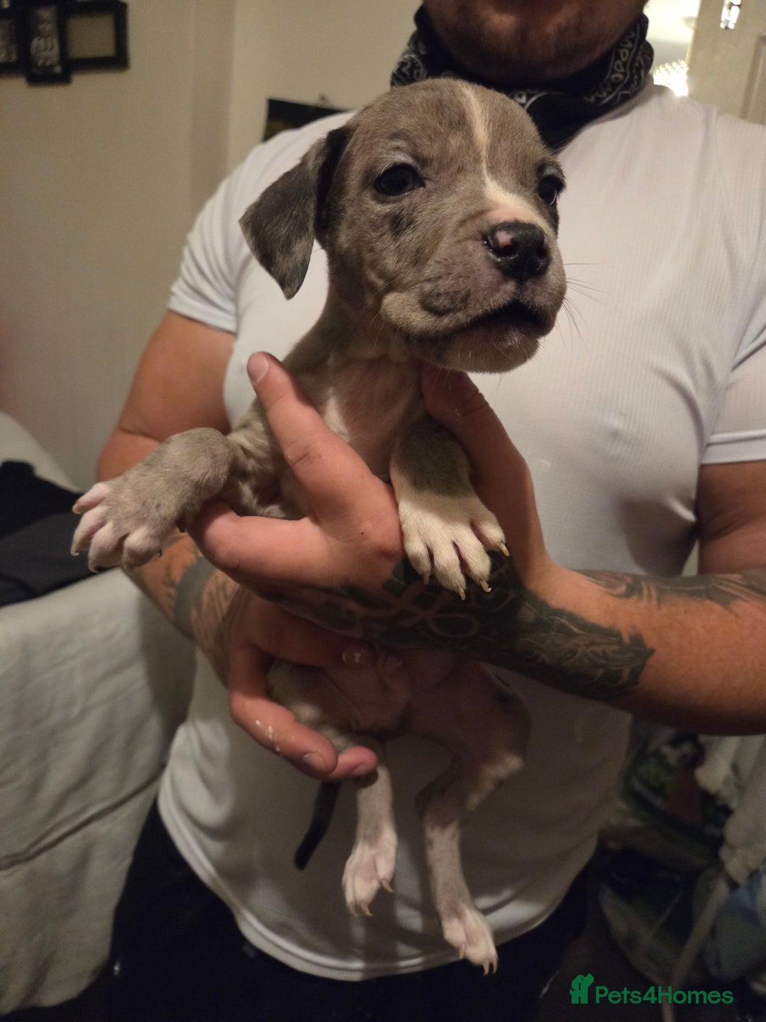 Mixed Breed dogs for sale: Puppies - Advert 10