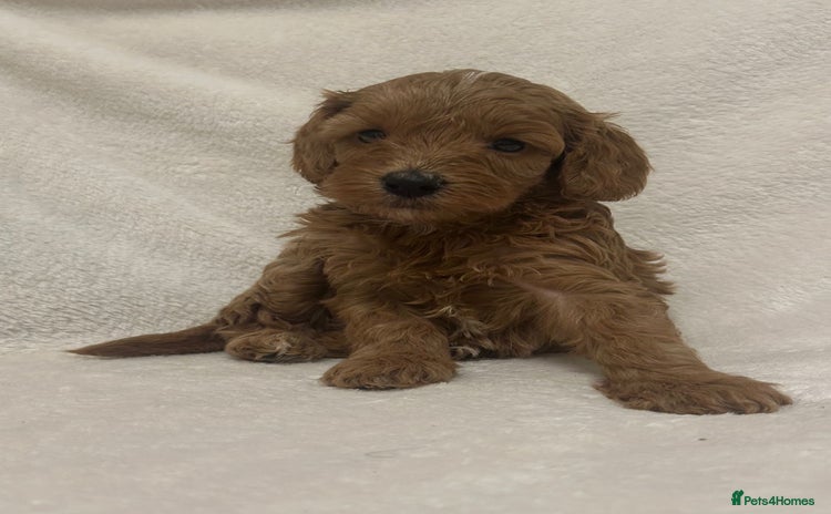 Cavapoo dogs - Advert 5