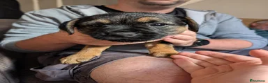 Border Terrier 1