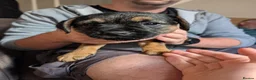 Border Terrier dogs for sale: Border Terrier Puppies For Sale - Advert 3