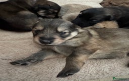 Mixed Breed dogs for sale: Beautiful Inca & handsome Nanuq PUPDATE x2  - Image 34