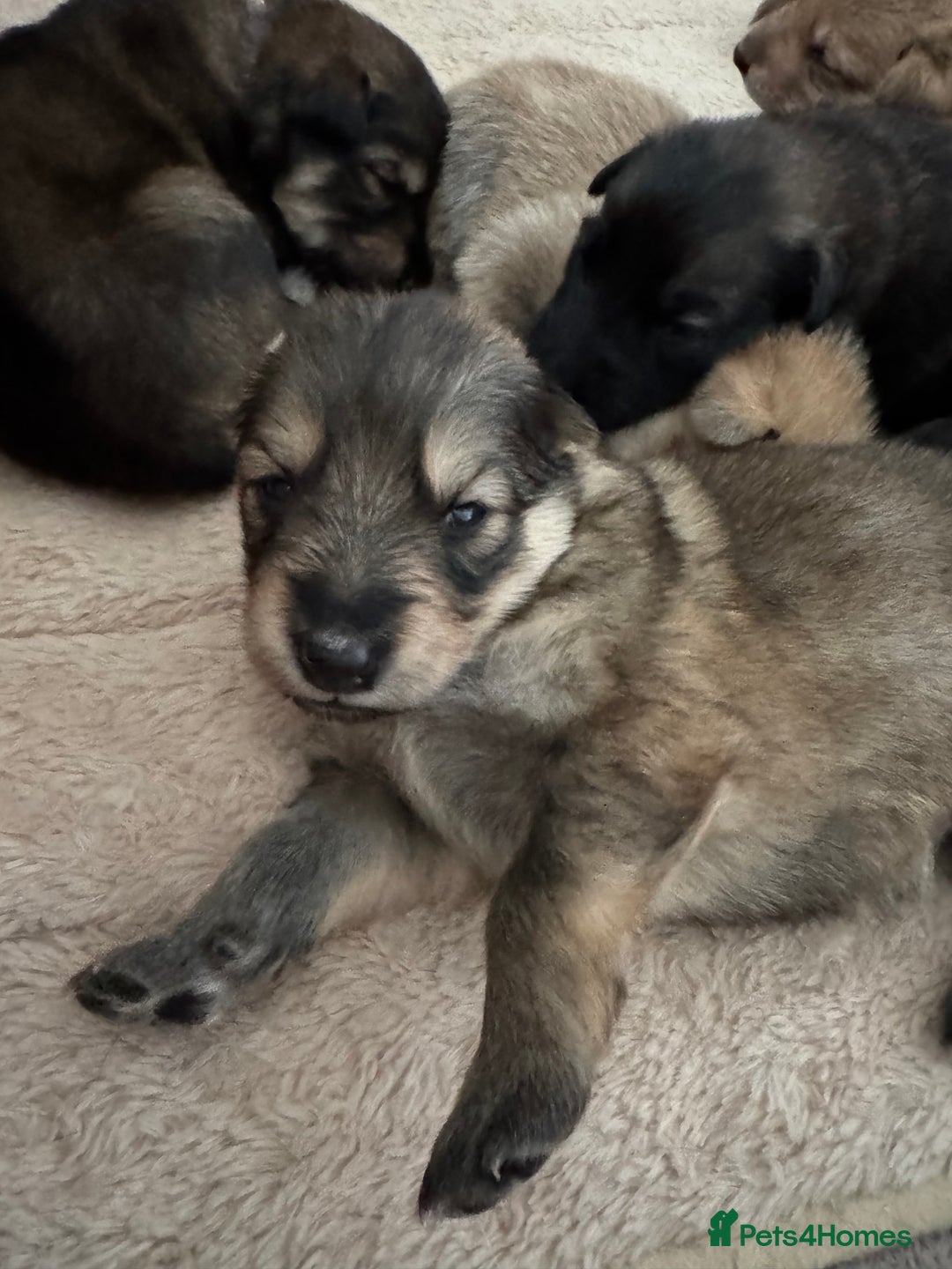 Mixed Breed dogs for sale: Beautiful Inca & handsome Nanuq PUPDATE x2  - Image 34