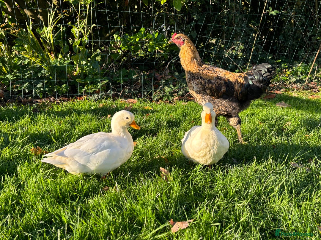Ducks poultry for sale: Pair of call ducks  - Image 13