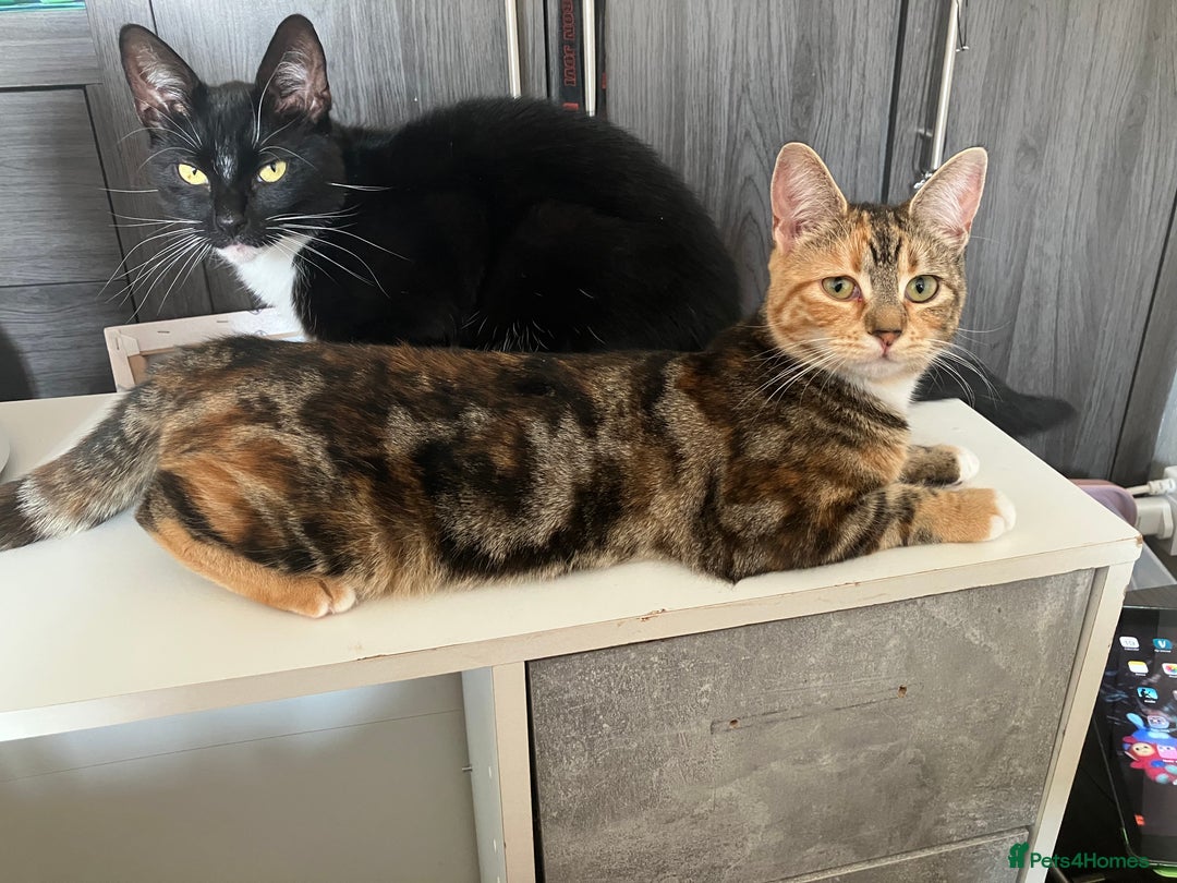 British Shorthair cats for sale: Maggie and cookie - Image 2