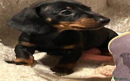 Dachshund dogs for sale: Beautiful dachshund puppies - Image 3