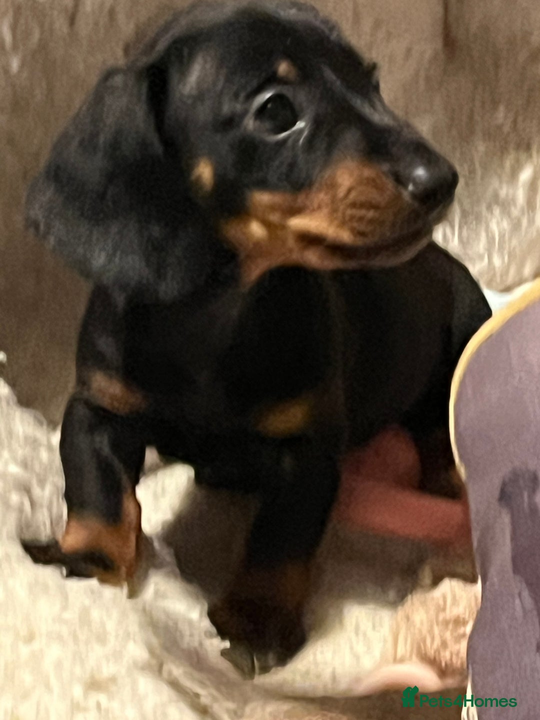 Dachshund dogs for sale: Beautiful dachshund puppies - Image 3