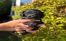 Cockapoo dogs for sale: Cockapoo - Image 5