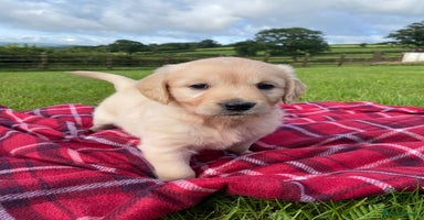 Golden Retriever dogs - Advert 15