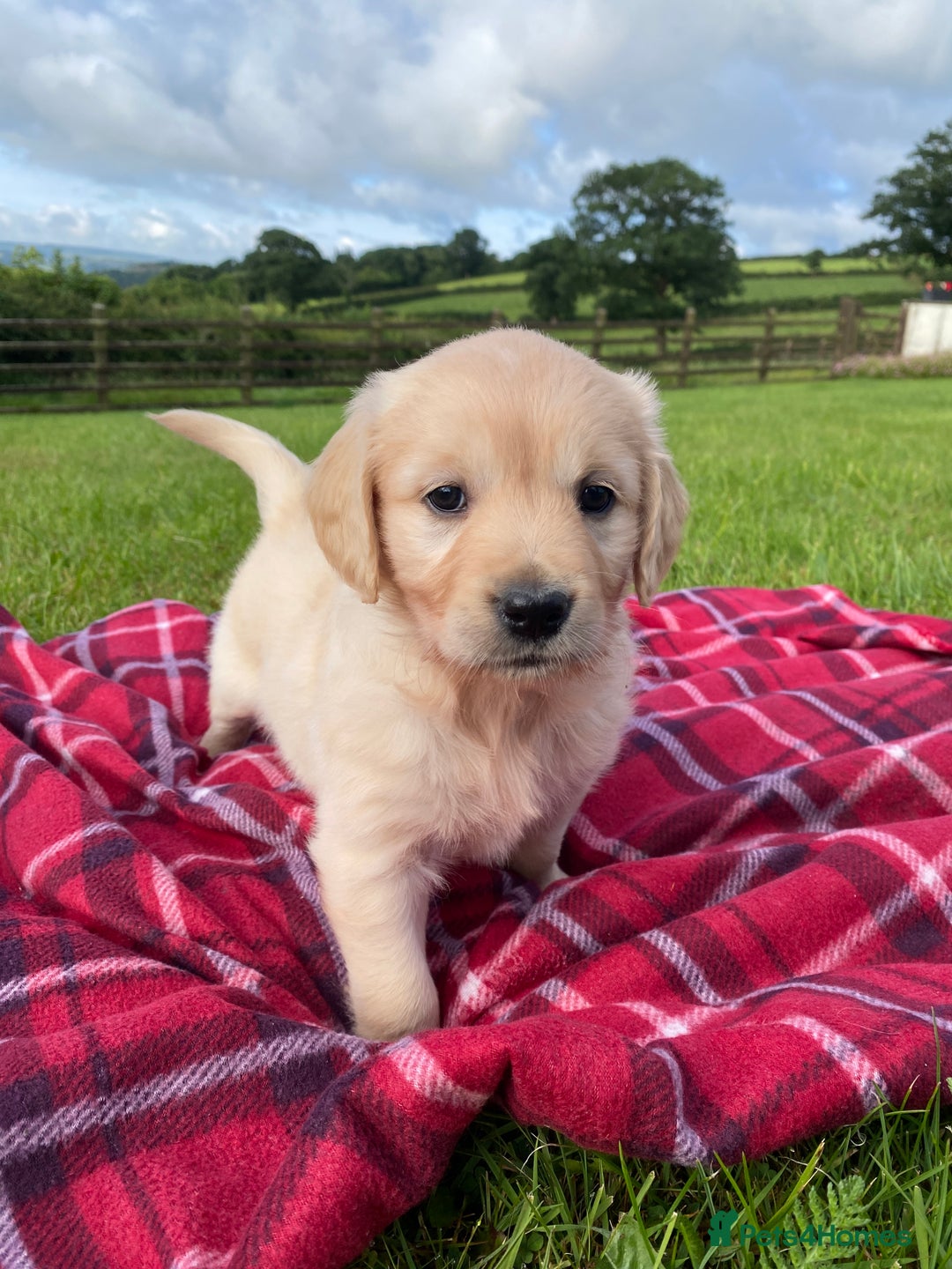 Golden Retriever dogs for sale: ⭐️ Beautiful Golden Retriver Puppies ⭐️ - Image 3