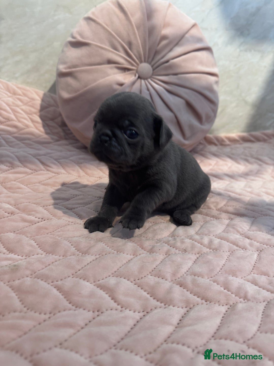 Pug dogs for sale: Only 2 left! Rare coloured pug puppies available  - Advert 17